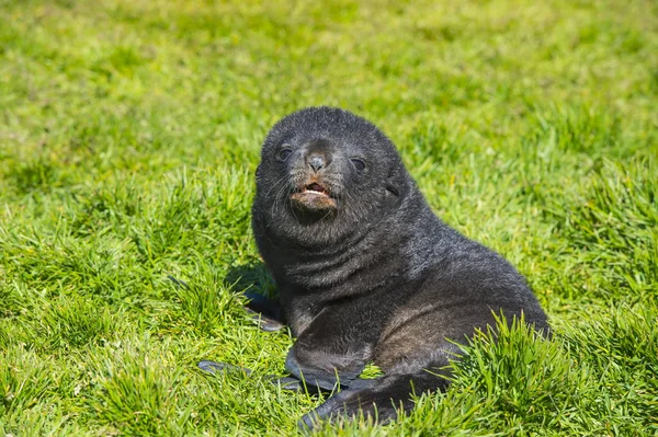 Antarktische Seehundwelpen hautnah im Gras — Stockfoto