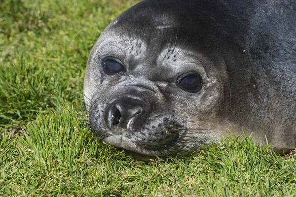 Elephant Seal close up resting — Stock Photo, Image