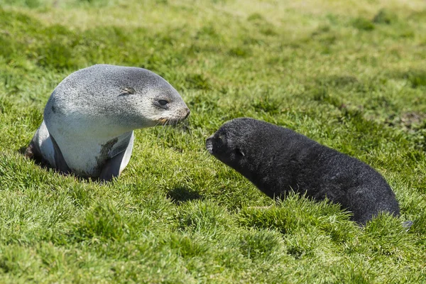 Antarktisk pälssäl pup nära upp i gräs — Stockfoto