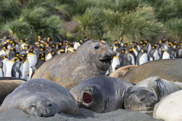 Elephant Seals hrát zápas kousání — Stock fotografie