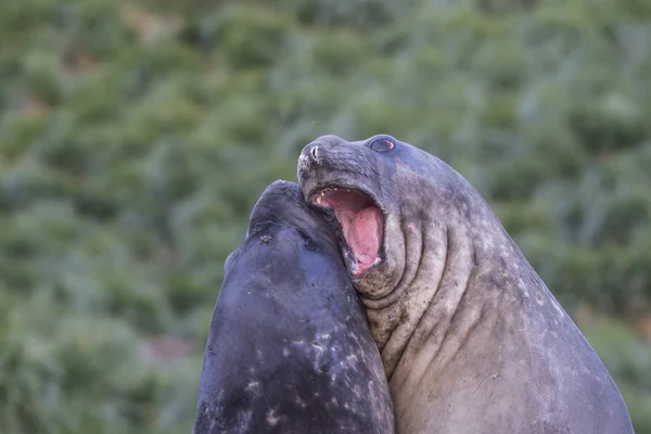 Elephant Seals hrát zápas kousání — Stock fotografie