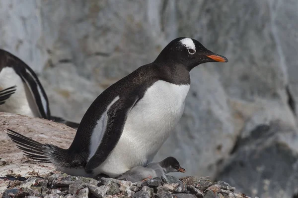 Gentoo пінгвін прохолодним курча — стокове фото