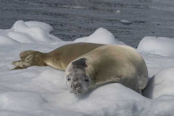 Crabeater zegel op ijs stroom, Antarctica — Stockfoto