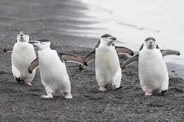 Chinstrap пингвинов на пляже — стоковое фото