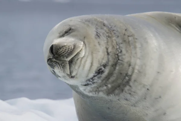 Crabeater seal on ice flow, Antarctica — Stock Photo, Image