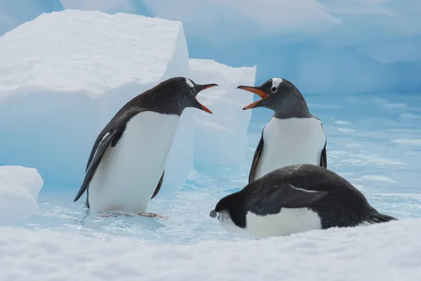 Pingwiny na lodzie — Zdjęcie stockowe