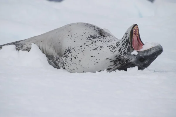 Tuleň leopardí spočívající na ice — Stock fotografie