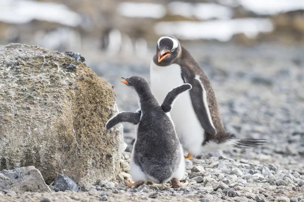 Gentoo Pinguino con pulcino — Foto Stock