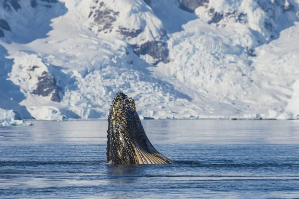 Ballena jorobada krill de alimentación — Foto de Stock