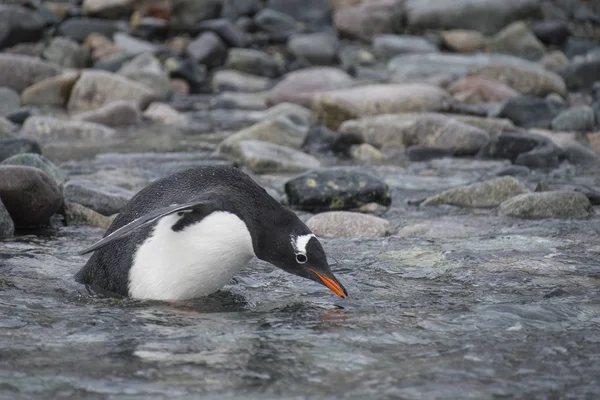 Gentoo pingvin på stranden — Stockfoto