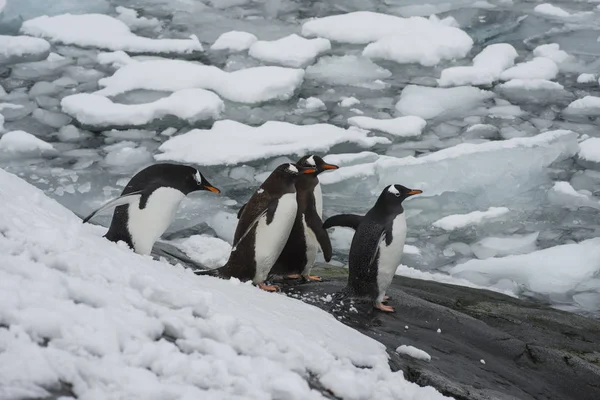 Gentoo pingvin på stranden — Stockfoto