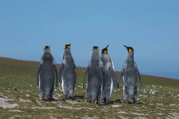 Königspinguine auf Falklandinsel — Stockfoto