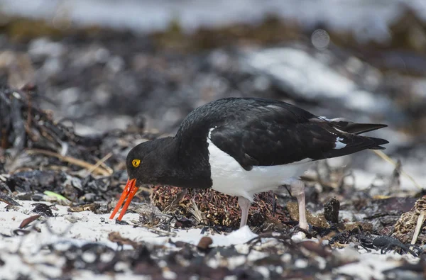 Oystercatcher на пляжі — стокове фото