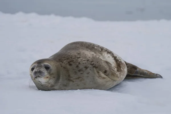 Weddell Seal posa sul ghiaccio — Foto Stock