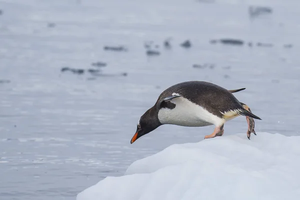 Gentoo Pinguino sul ghiaccio — Foto Stock