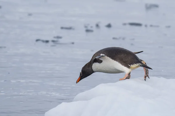 Gentoo Penguin på isen — Stockfoto