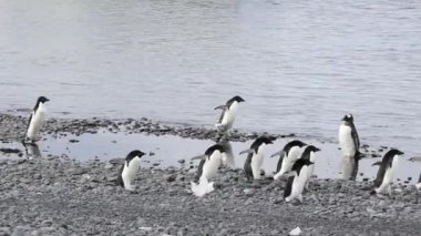 Adelie penguenleri plaj boyunca yürümek