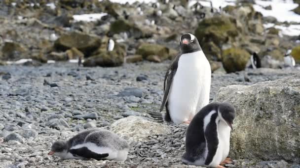 Gentoo Pingüinos en el nido — Vídeos de Stock