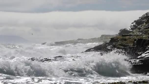 Pingouins des montagnes Rocheuses Falkland Island — Video