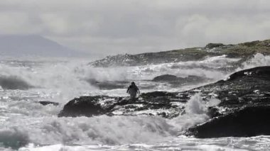 Rockhopper penguenler Falkland Adası