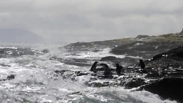 Rockhopper penguins Falkland Island — Stock Video
