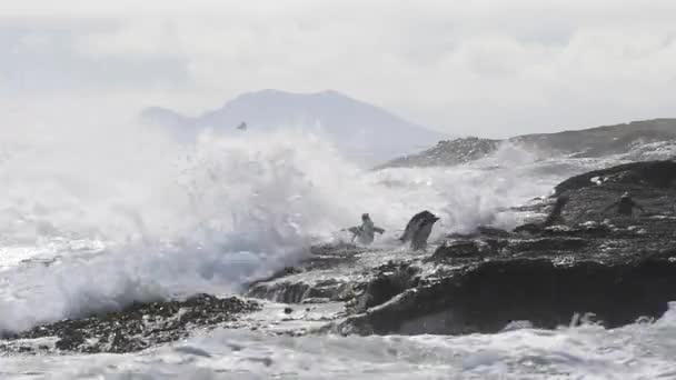Pingüinos Rockhopper Isla Malvinas — Vídeo de stock
