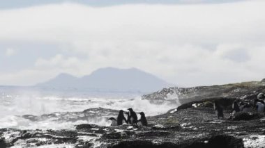Rockhopper penguenler Falkland Adası