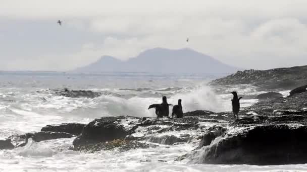 Pinguins Rockhopper Ilha Falkland — Vídeo de Stock