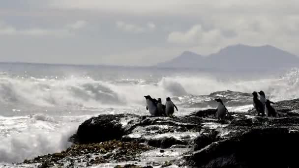 Rockhopper pingwiny wyspy Falklandy — Wideo stockowe