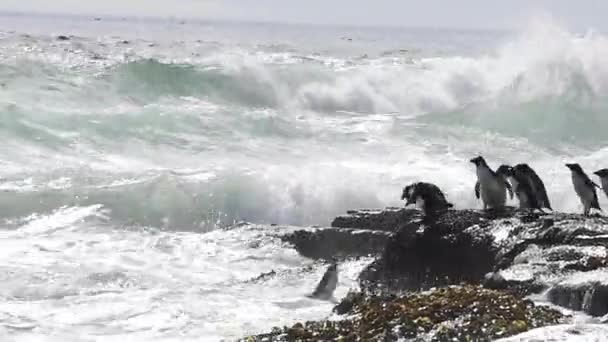Rockhopper penguenler Falkland Adası — Stok video