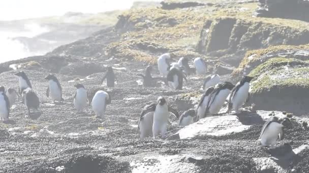 Rockhopper pingvin Falkland ö — Stockvideo