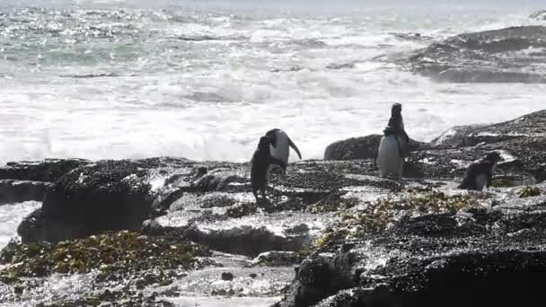 Pingüinos Rockhopper Isla Malvinas — Vídeo de stock