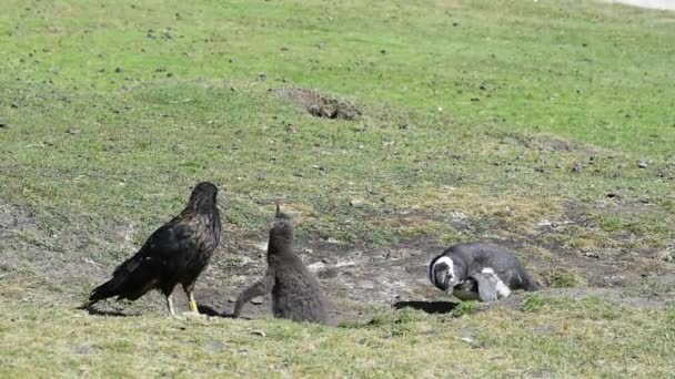 Magellanpinguin mit Caracara — Stockvideo