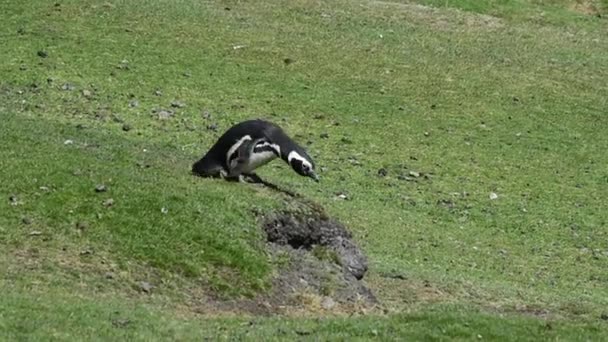 Penguin Magellan dengan Caracara — Stok Video