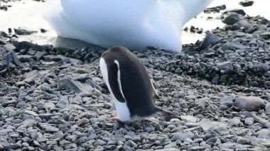 Sahildeki Gentoo Penguenleri