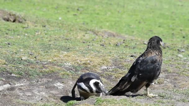 Pinguim-de-magalhães com Caracara — Vídeo de Stock