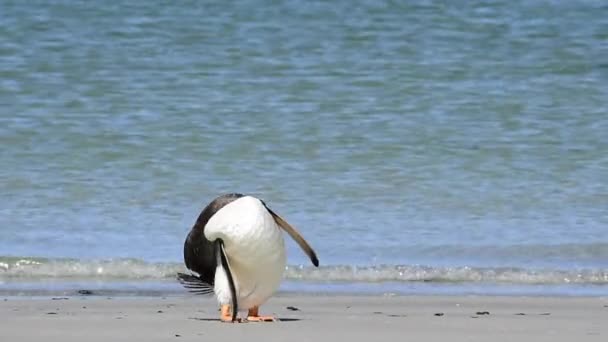 Gentoo Pingüinos en la playa — Vídeo de stock