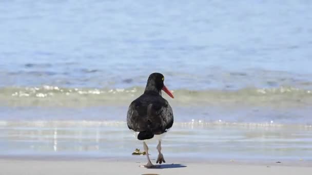 Oystercatcher on the beach — Stock Video