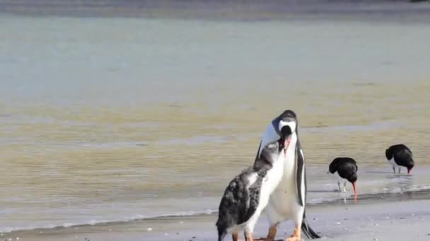 Sahildeki Gentoo Penguenleri — Stok video