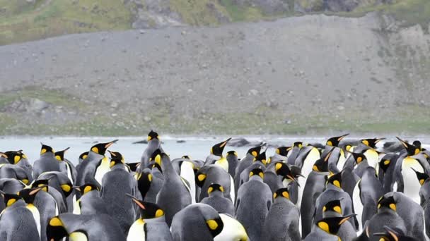 Королівські пінгвіни прохолодним курча — стокове відео