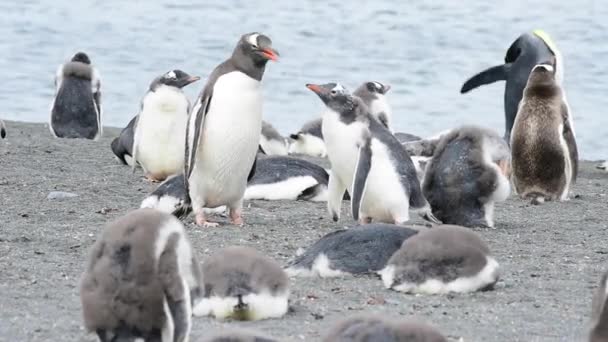 Gentoo Pinguini sulla spiaggia — Video Stock