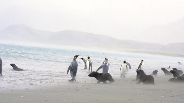 Pingüinos rey en Georgia del Sur — Vídeo de stock