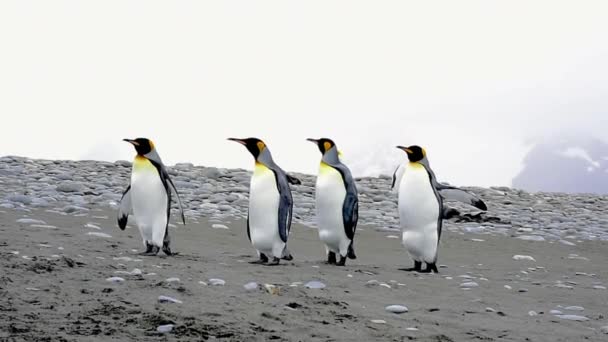 Pingüinos rey en Georgia del Sur — Vídeos de Stock