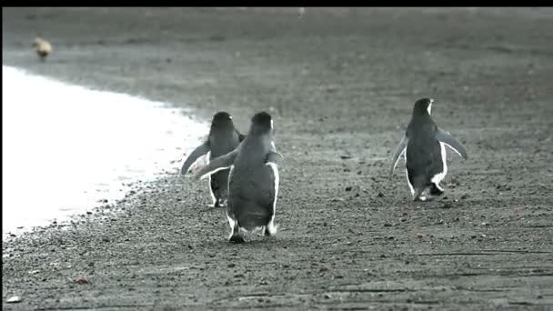 Chinstrap pingüinos en la playa — Vídeo de stock