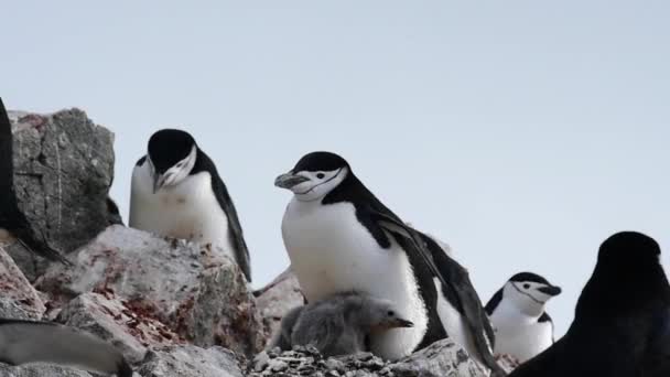 Evening pinguïns op het nest — Stockvideo