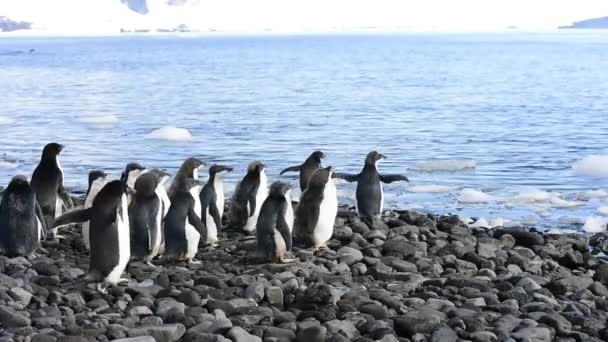Adelie pingviner promenera längs stranden — Stockvideo
