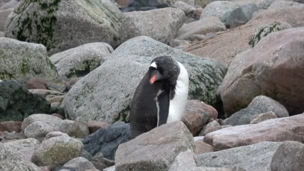 Gentoo Pingvinek a parton — Stock videók