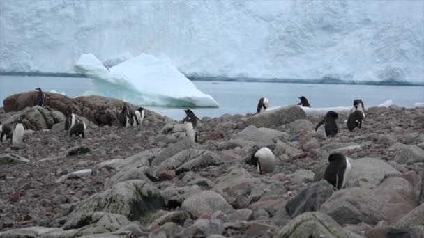 Gentoo pinguïns op het nest — Stockvideo