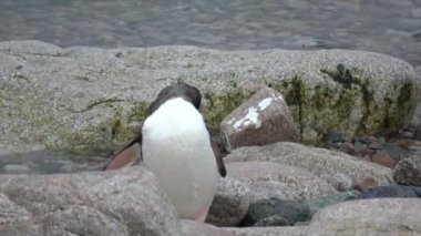 Sahildeki Gentoo Penguenleri
