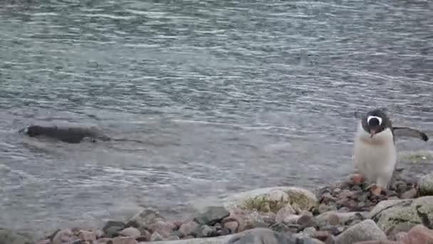 Gentoo Penguins på stranden — Stockvideo